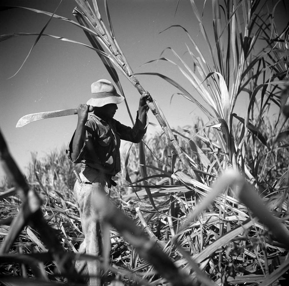 A man cuts sugarcane with a machete.